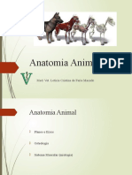 Aula 03 - Anatomia Animal