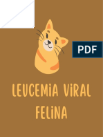 Leucemia Viral Felina