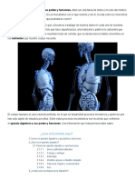 Aparato Digestivo y Sus Partes y Funciones