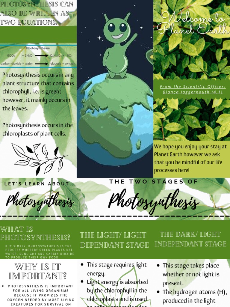 Photosynthesis: Process and Importance | PDF