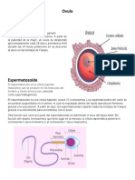 Ovulos y Espermatozoides