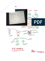 Mitosis y Meiosis