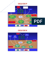 Ciclos Nutrientes