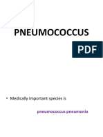 Pneumo Coccus