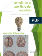 2 Anatomia Encefálica - Archivo 1