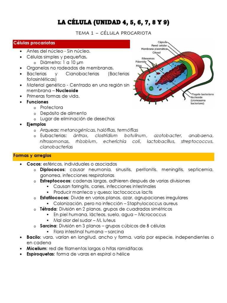 Comparativa de Células Procariotas | PDF | Las bacterias | Biología ...