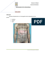 9 Anatomia - de - Los - Intestinos - 1