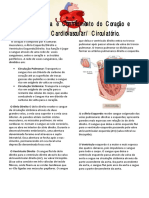 Anatomia do Coração e Sistema Cardiovascular