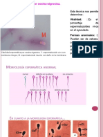 Morfologia Anormal Espermatozoide