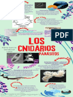 Infografía Cnidarios