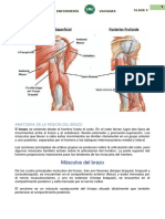 Anatomía del brazo, músculos y vasos sanguíneos