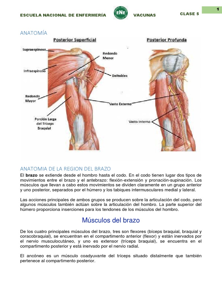 Clase Anatomia | PDF | Piel | Codo, image size:768x1024