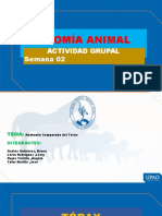 Anatomia Animal Comparada Del Torax Equino y Vacuno