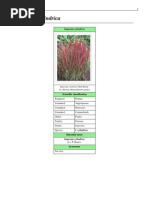 Download Imperata cylindrica-Cogongrass by renaldojose  SN59013817 doc pdf