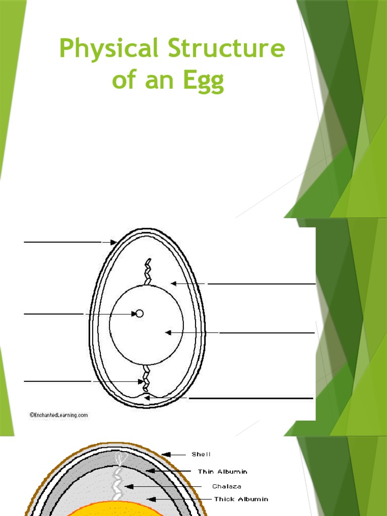 Physical Structure of An Egg Grade 10 PDF