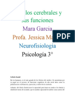 Lóbulos cerebrales y sus funciones.neurofisiologia