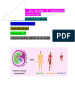 Qué Es Lo Que Forman El Endodermo - Neurofisiologia