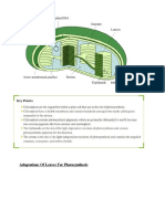 Adaptations of Leaves For Photosynthesis