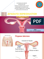 Aparato reproductor femenino: Ovarios, útero y ciclo menstrual