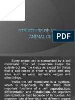 Structure of An ANIMAL CELL