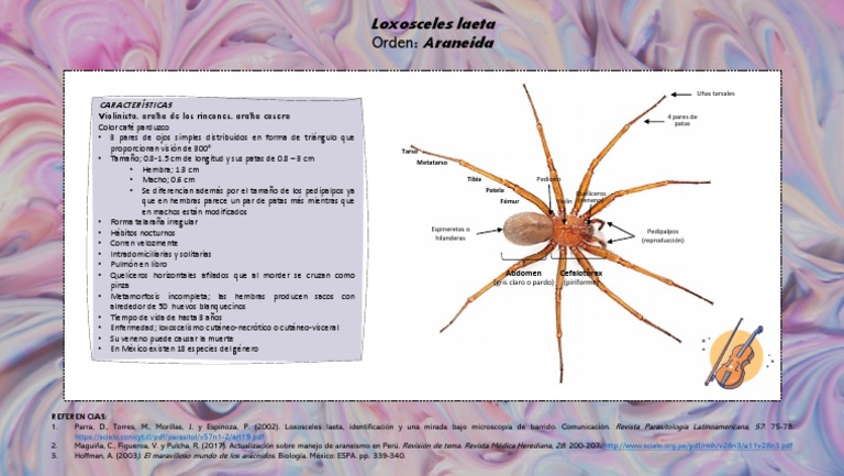 Características de Loxosceles laeta | PDF | Araña | Artrópodos