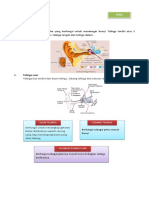 Modul Alat Indra Telinga