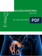 Fisiología endocrina masculina