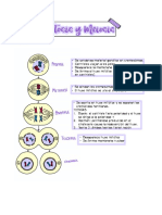 Mitosis y Meiosis