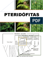 10 Pteridofitas Grupos