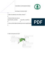 Evaluación de Esp. de Arboles