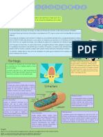 Infografia Mitocondria