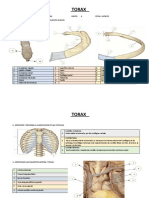 Anatomia 14.06.22