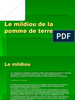 Le Mildiou de La Pomme de Terre 2007