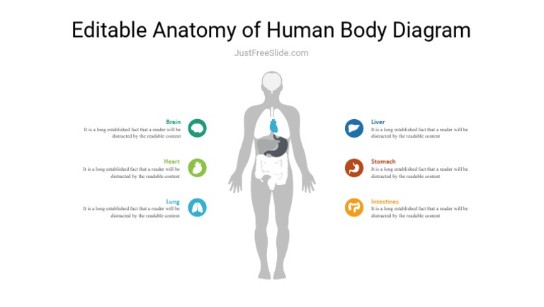 Anatomy of Human Body Diagram | PDF