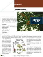 Doença da Tinta do Castanheiro: Sintomas e Ciclo Biológico de P. cinnamomi e P. cambivora