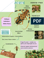 Cartilhas Entomológicas - Jennifer Carvalho