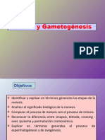 3.meiosisygametogenesis (18 22)