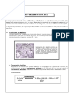 Metabolismo Celular II