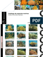 Catalogo de Corales