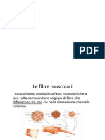 Il Muscolo e Le Fibre