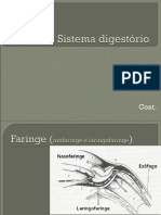 Sistema Digestório - Parte II