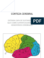 CORTEZA CEREBRAL encuentro 4