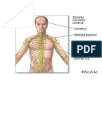Sistema Nervioso