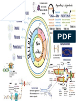 Dogma Central, Replicación, Ciclo Celular