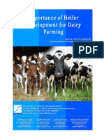 Importance of Heifer Development For Dairy Farming