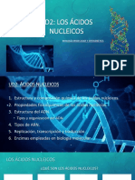 Estructura y composición de los ácidos nucleicos