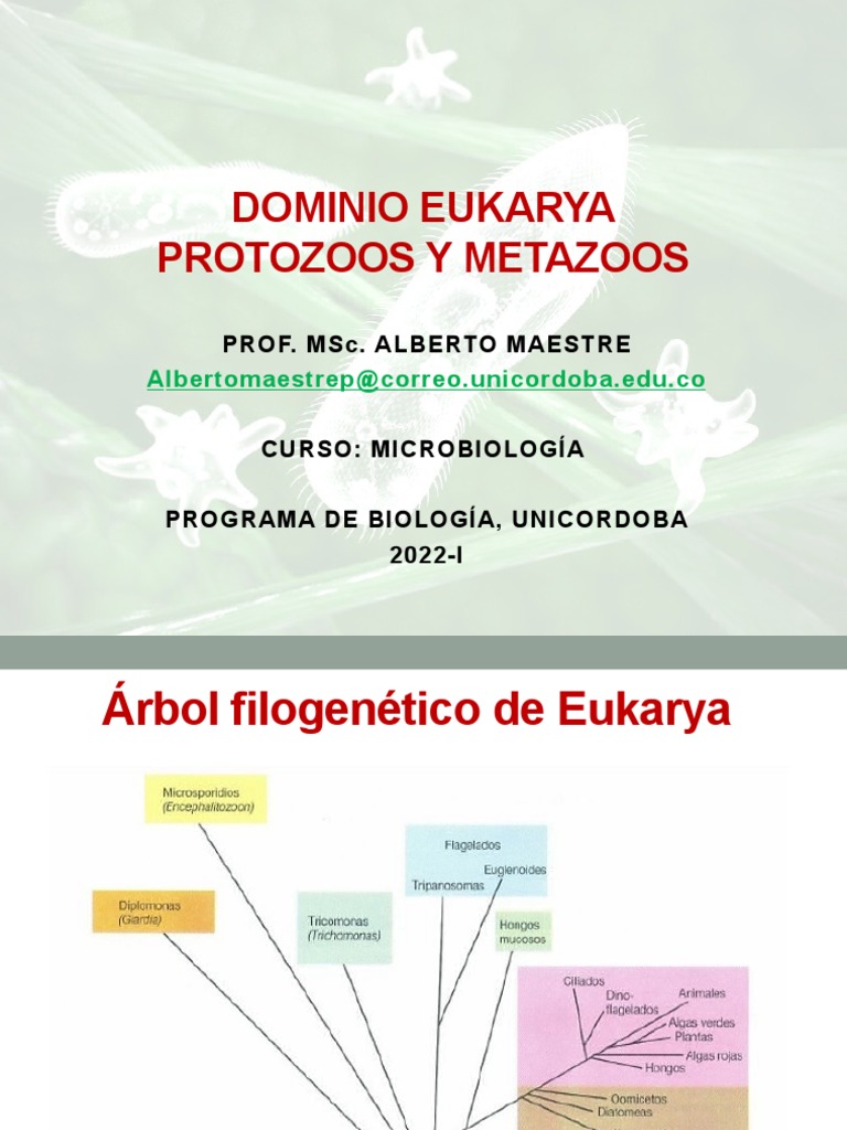 DOMINIO EUKARYA Protozoarios | PDF | Plasmodium | Especialidades Medicas