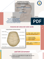 Suturas Craneal RN