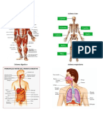 Sistemas de Cuerpo Humano (Imagenes)