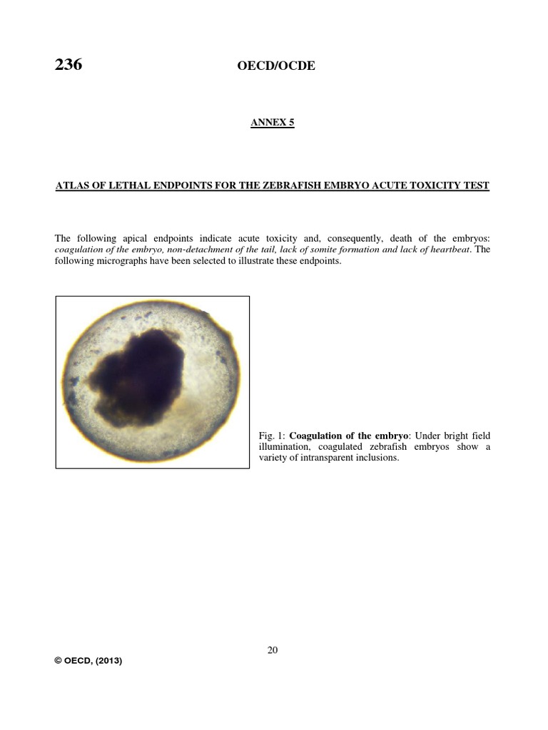 OECD236-ZEBRAFISH EMBRYO ACUTE TOXICITY TEST | PDF | Embryo | Anatomy